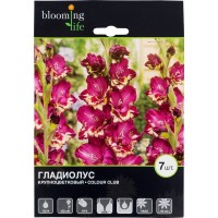 Гладиолус крупноцветковый «Колор Клаб»