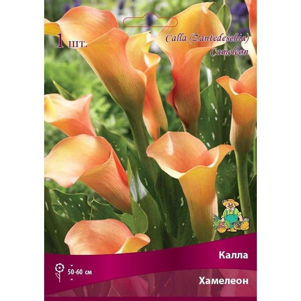 Калла «Хамелеон»
