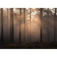Фотообои WonderWall фактура Песок 371 389х280 см