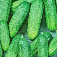 Семена Огурец «Изящный»