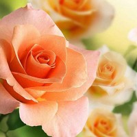Фотообои Divino Decor Розы 2 A-056 200х147 см