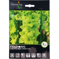 Гладиолус гофрированный «Грин Флеш»
