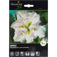 Ирис мечевидный «Леди ин Вейтинг»