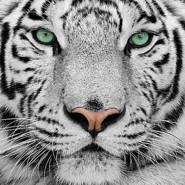 Фотообои Divino Decor Белый тигр C-077 300х270 см
