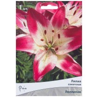 Лилия азиатская «Лоллипоп»