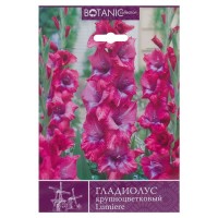 Гладиолус крупноцветковый «Люмьере»