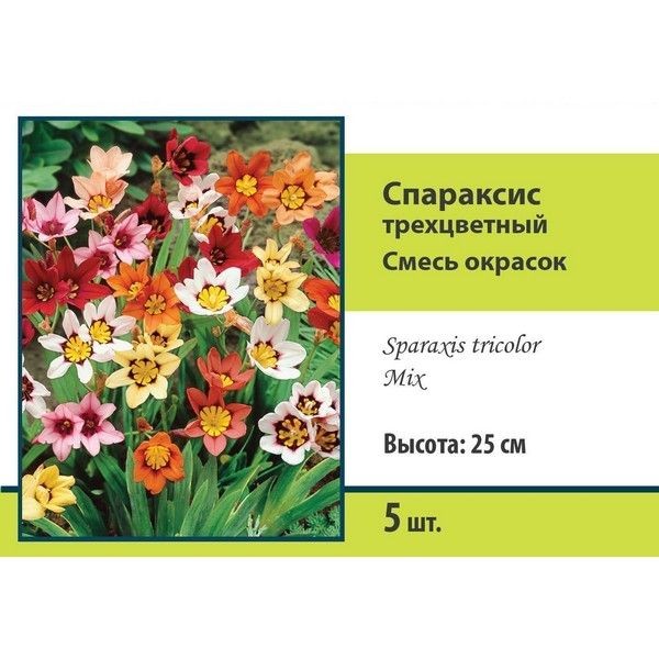 Спараксис трёхцветный Бюджет микс луковица 5