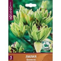 Лилия «Бонеста»