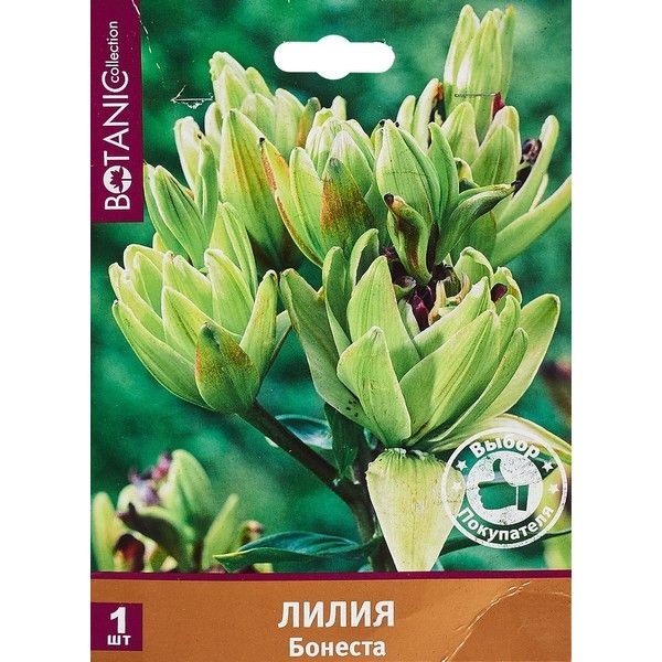 Лилия «Бонеста»