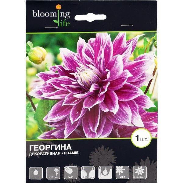 Георгина декоративная «Прамие»