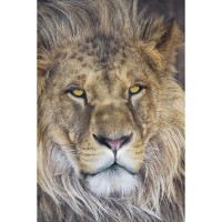 Фотообои Komar Lion 1-619 254х184 см