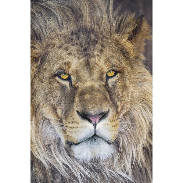 Фотообои Komar Lion 1-619 254х184 см