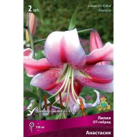 Лилия «Лонгифлорум Анастасия», высота 50 см, 1 шт.