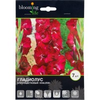 Гладиолус крупноцветковый «Кхалиси»