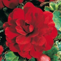 Бегония махровая «Дарк Ред» 5/6