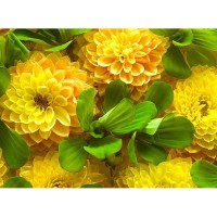 Фотообои Divino Decor Желтые цветы C-316 200х147 см