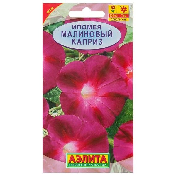 Ипомея «Малиновый каприз»