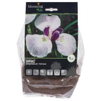 Ирис мечевидный «Фортуна»