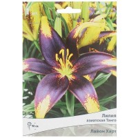 Лилия азиатская Танго «Лайон Харт»