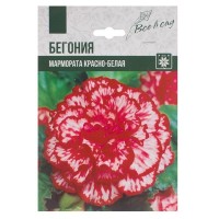 Бегония «Мармората», цвет красно-белый