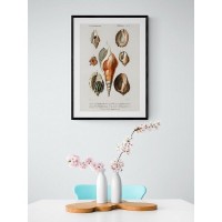 Плакат "34;Просто Постер "34; Различные виды моллюсков 90x120 в подарочном тубусе 309218947591