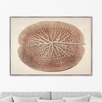 Картина Картины в Квартиру Leaf of a gigantic water lily KVK1-225130789, 75х105 см