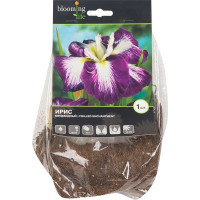 Ирис мечевидный «Фрилленд Энчантмент»