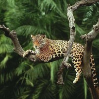 Фотообои Divino Decor Ягуар C-083 300х270 см