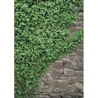 Фотообои Komar Ivy 4-324 184х254 см
