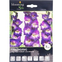 Гладиолус крупноцветковый «Лола Монтез»