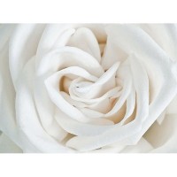 Фотообои Divino Decor Роза белая A-061 200х147 см