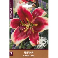 Лилия «Лайфстайл»