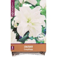 Лилия «Сноуборд»