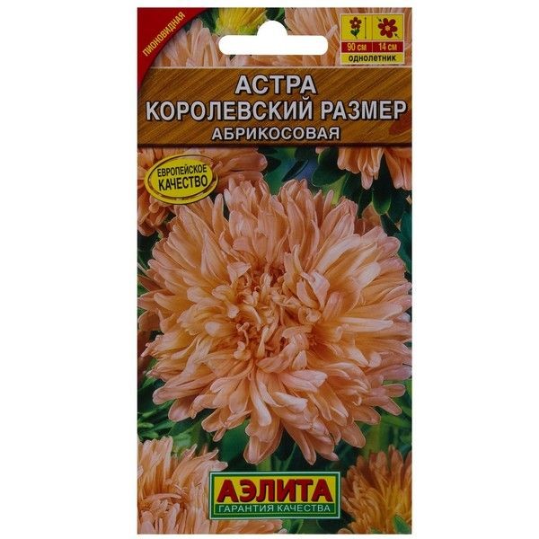 Астра абрикосовая «Королевский размер»