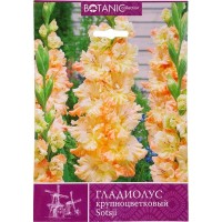 Гладиолус крупноцветковый «Сочи»