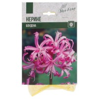 Нерине «Боудена»