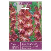 Гладиолус крупноцветковый «Боса Нова»