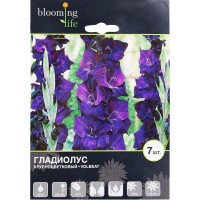 Гладиолус крупноцветковый «Волбит»