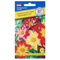 Георгина изменчивая «Коларетта»