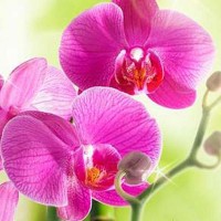 Фотообои Divino Decor Сияющая орхидея B-095 100х270 см