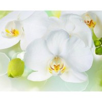 Фотообои Divino Decor Белая орхидея C-379 300х238 см