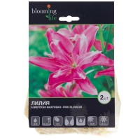 Лилия азиатская махровая «Пинк Блоссом»