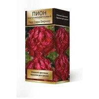 Пион молочноцветковый травянистый «Ред Сара Бернар» разбор 2-3