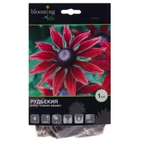 Рудбекия «Черри Бренди»