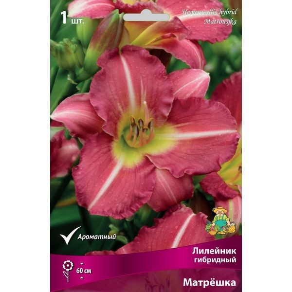 Лилейник гибридный «Матрёшка», 1 шт.