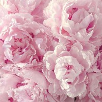 Фотообои Divino Decor Пышные цветы L-065 400х270 см