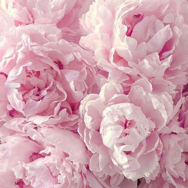 Фотообои Divino Decor Пышные цветы L-065 400х270 см