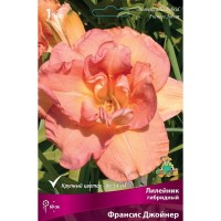 Лилейник гибридный «Франсис Джойнер» разбор I