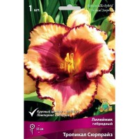 Лилейник гибридный Тропикал Сюрпрайз