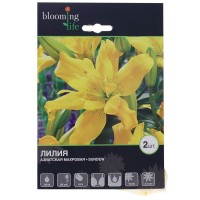 Лилия азиатская махровая «Сандью»